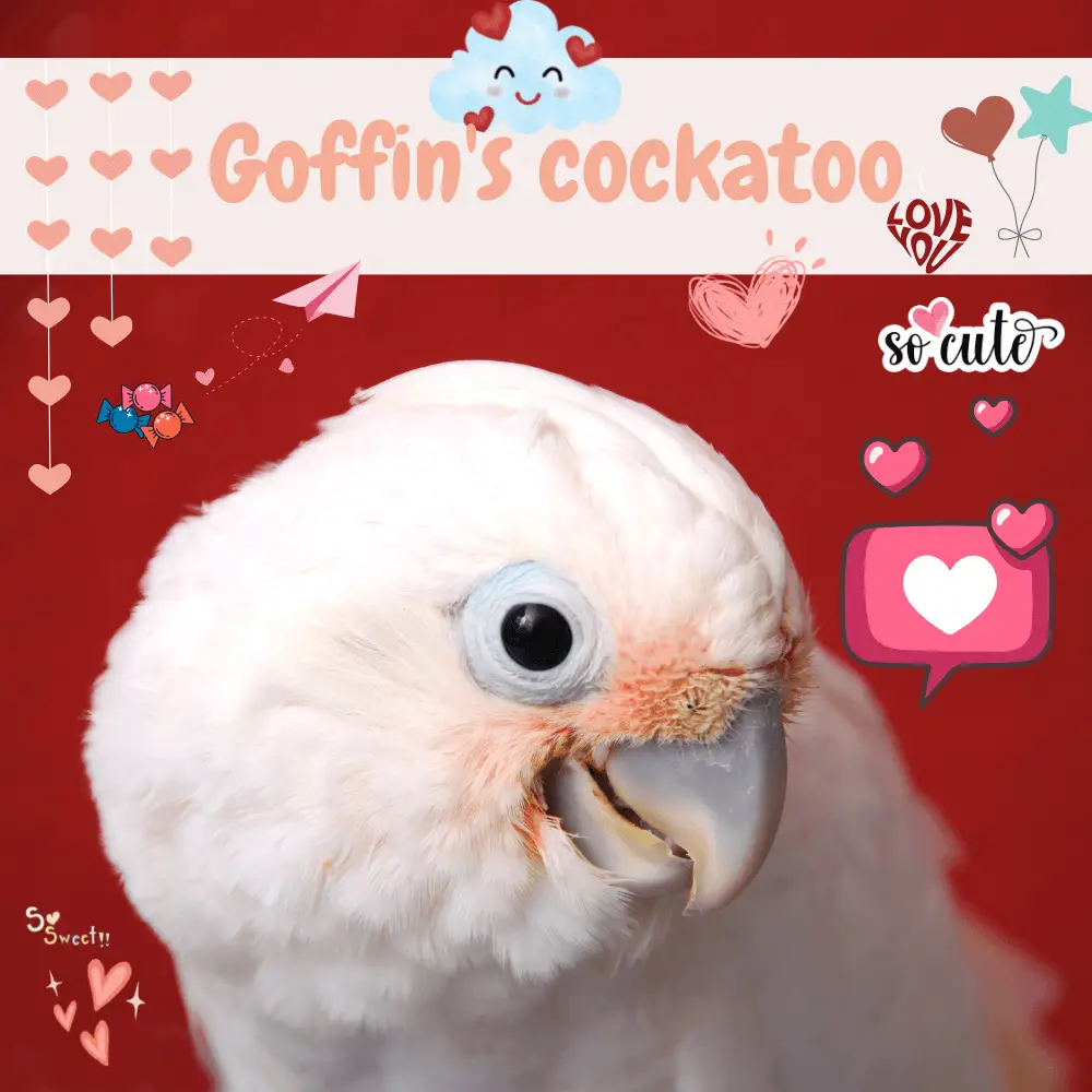 Goffin's cockatoo