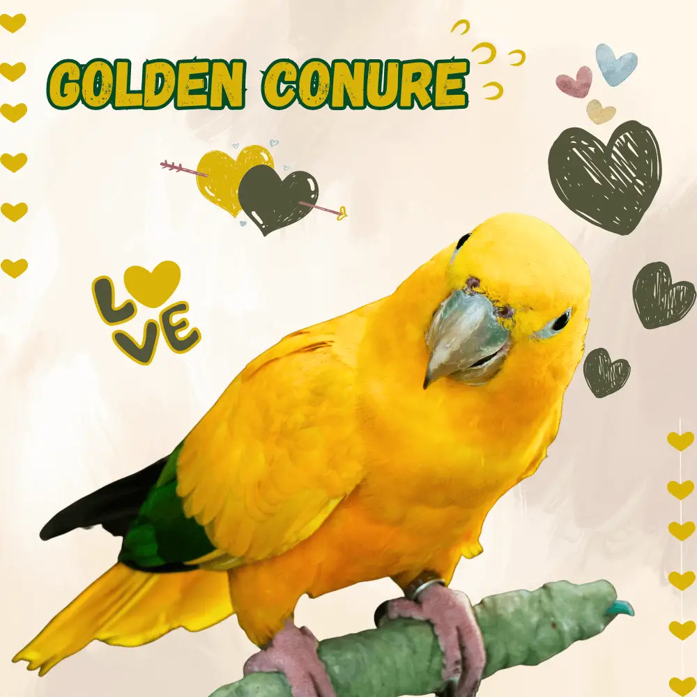 Golden Conure