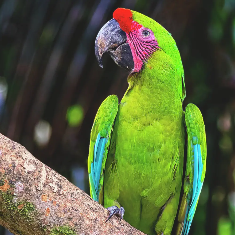 Great green macaw