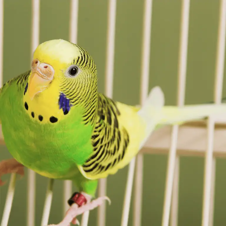 Rare budgie bird - Rare budgie color | Budgerigar mutation