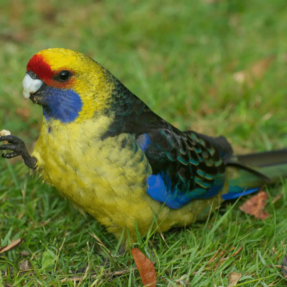 Green rosella