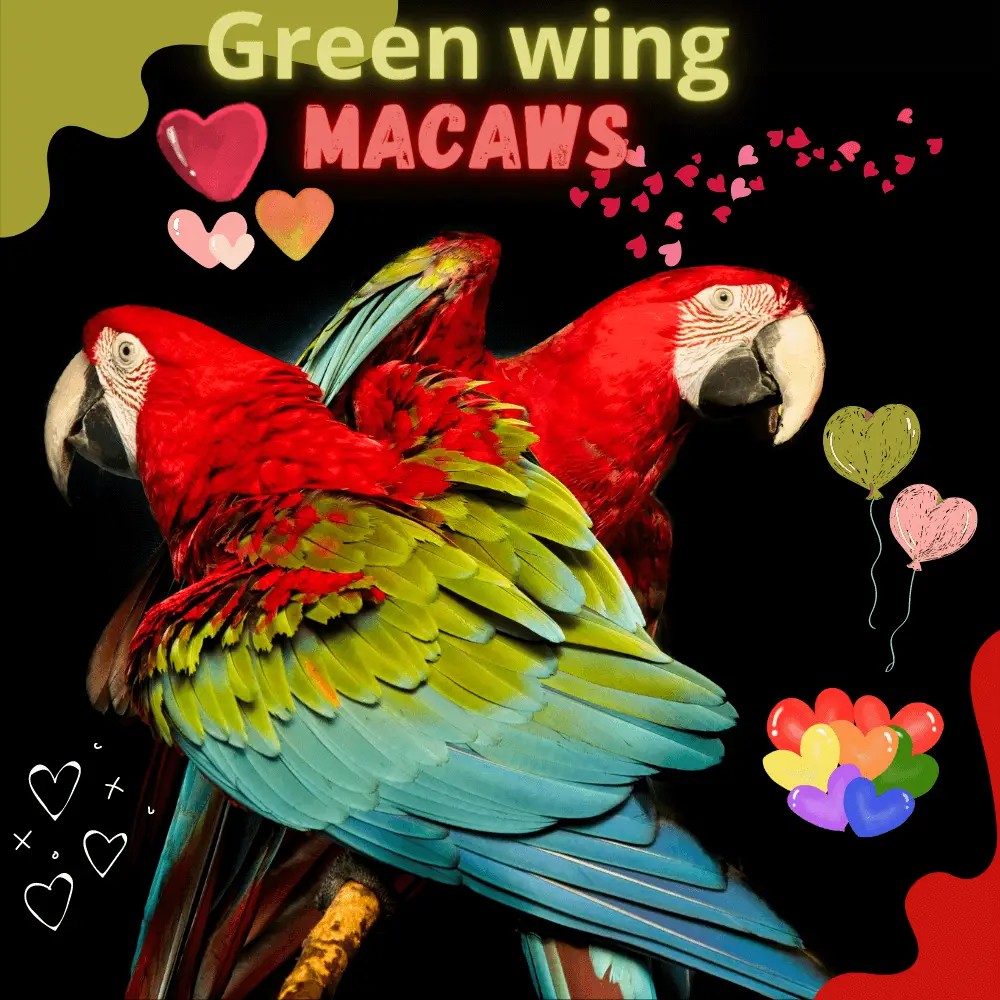 Green wing macaws