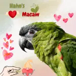 Hahn's Macaw