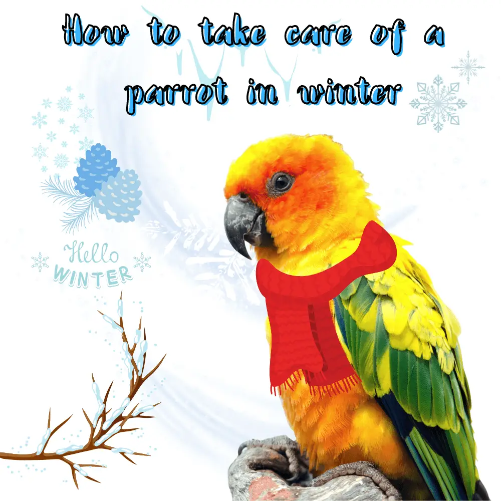 How to take care of a parrot in winter