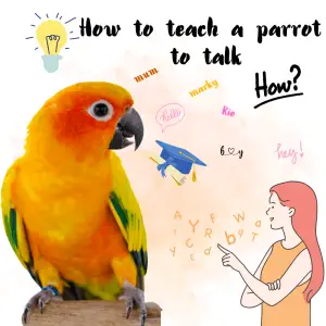 How to teach a parrot to talk - How do you teach a parrot to talk