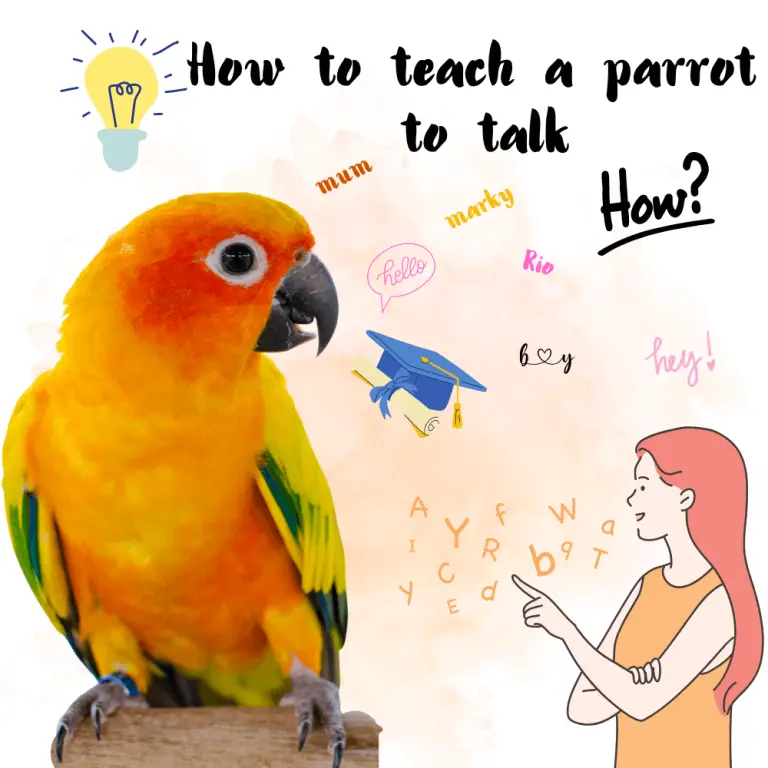 How to teach a parrot to talk How do you teach a parrot to talk