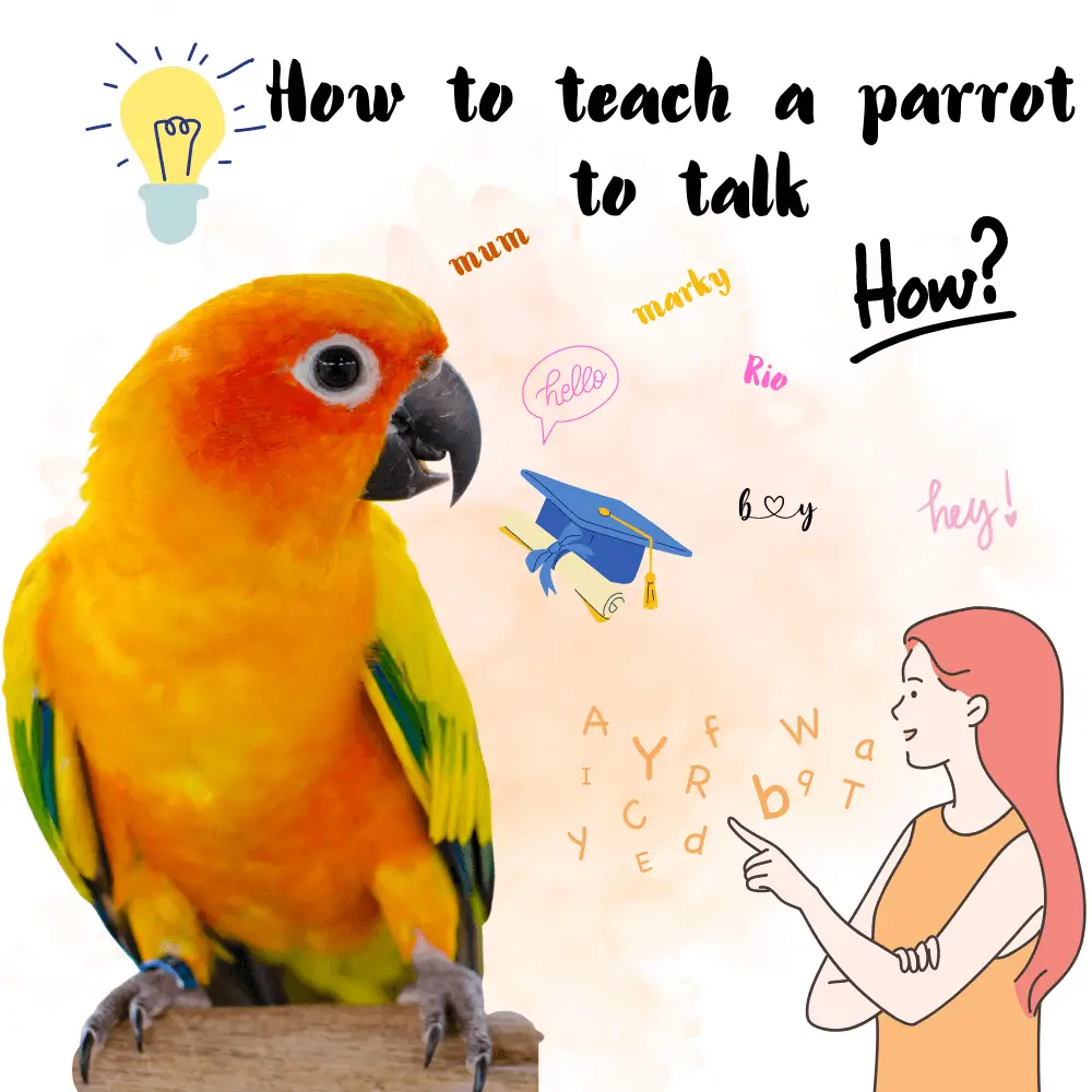 How to teach a parrot to talk