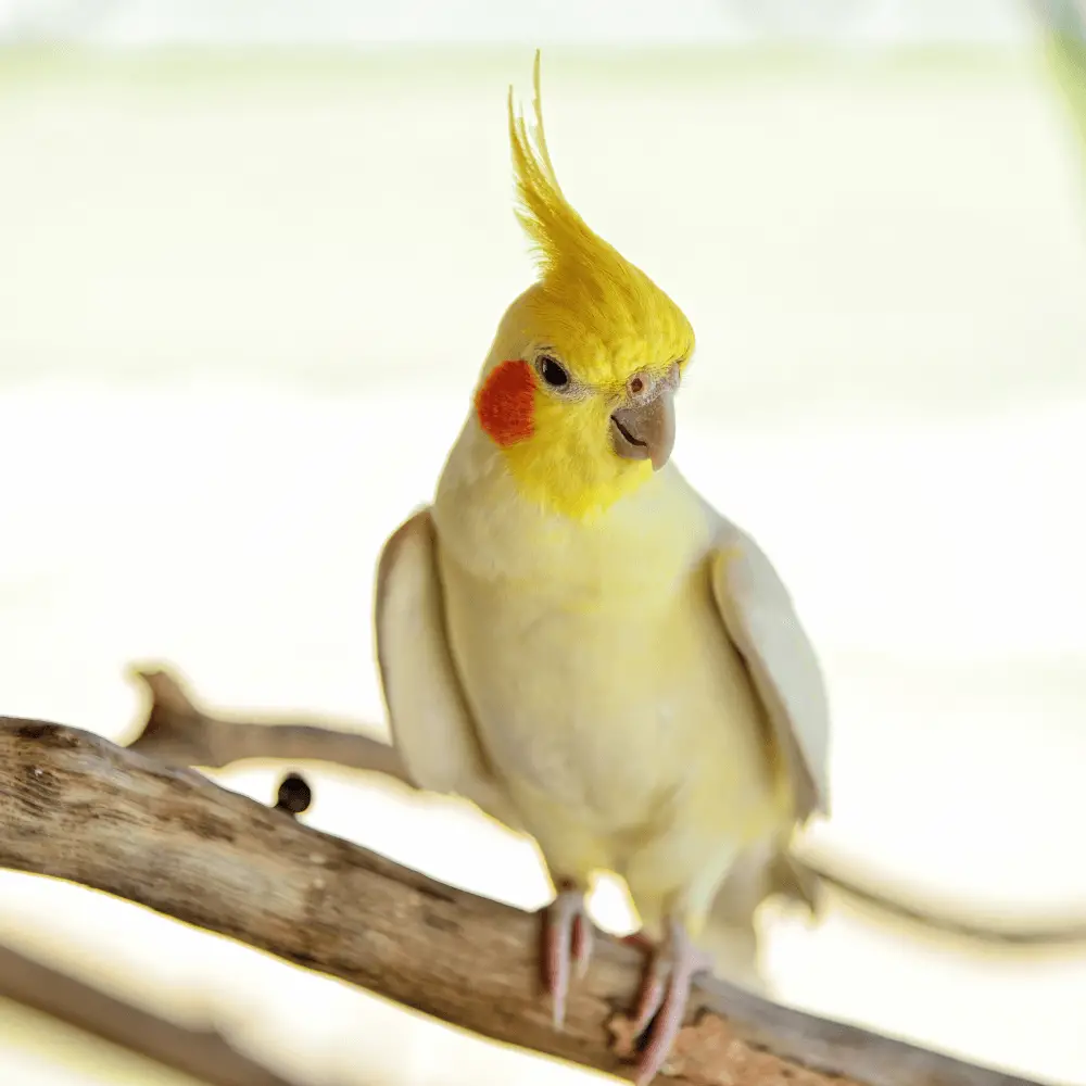 Lutino cockatiel