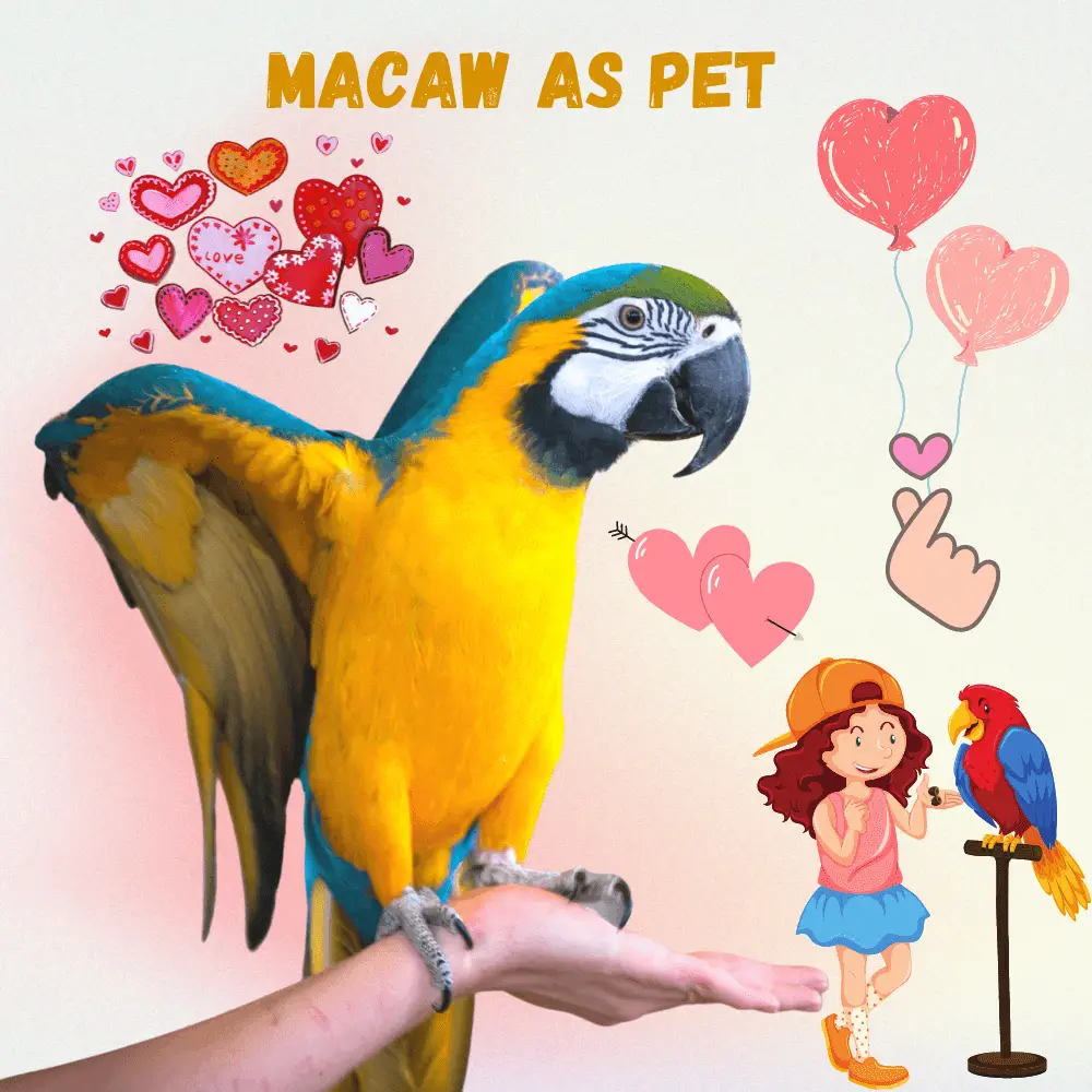 Macaw as pet