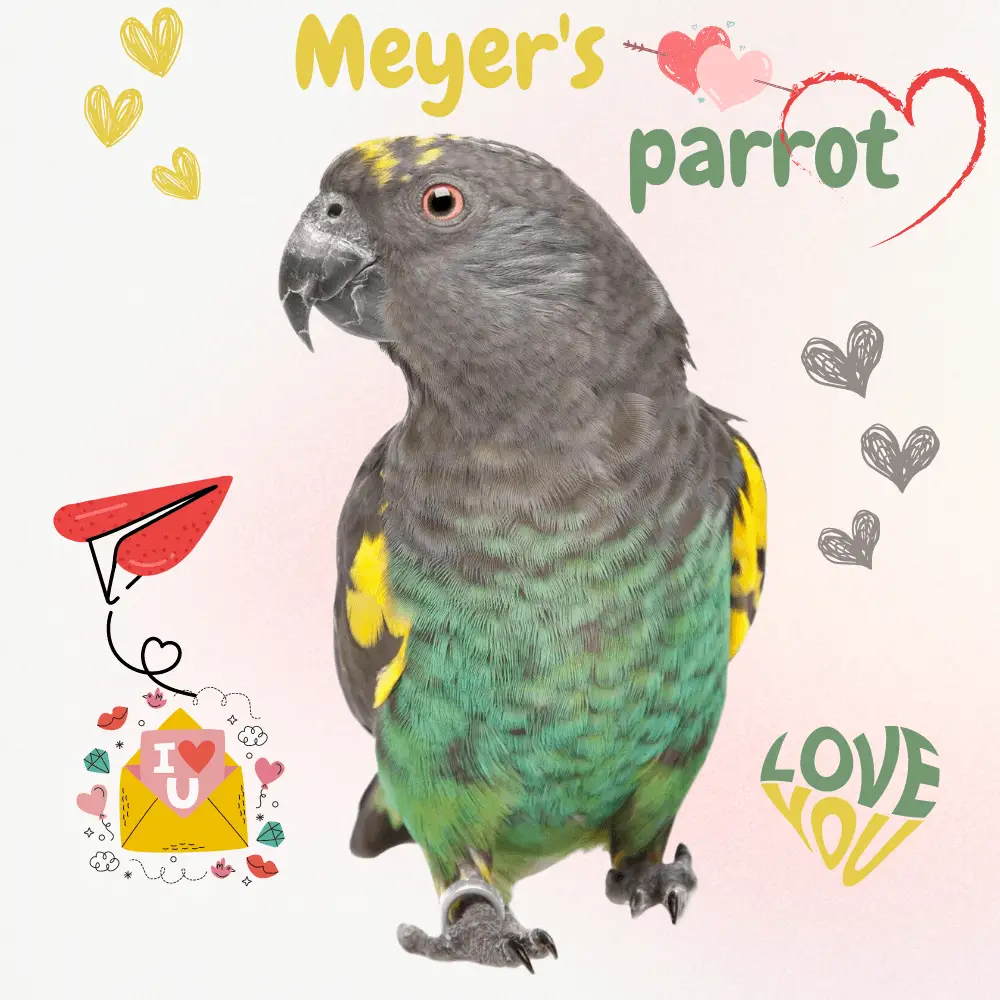 Meyer's parrot