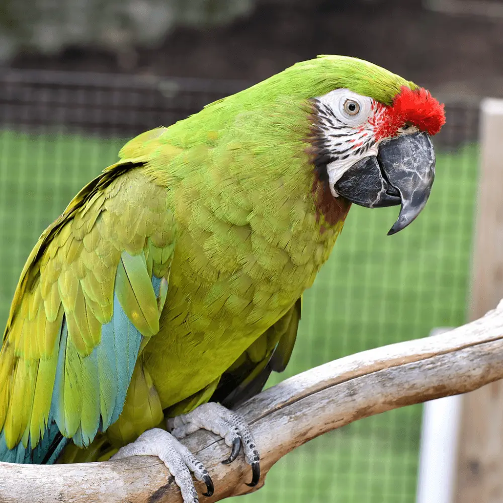 Military macaw