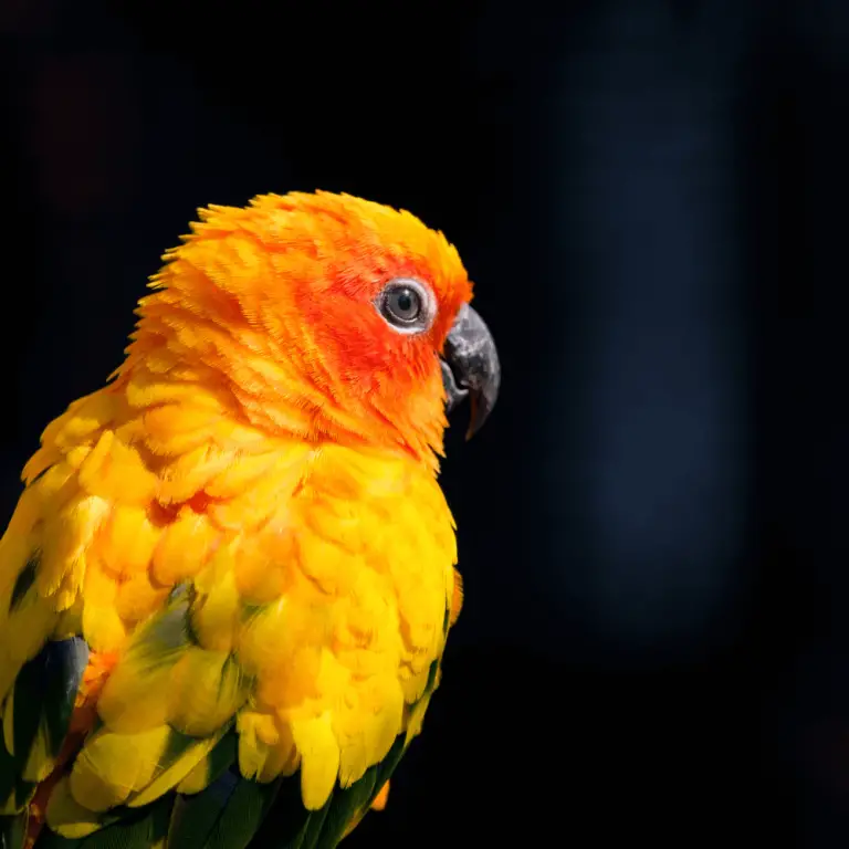 Parakeet sounds Parakeet sounds meaning Parakeet sounds happy