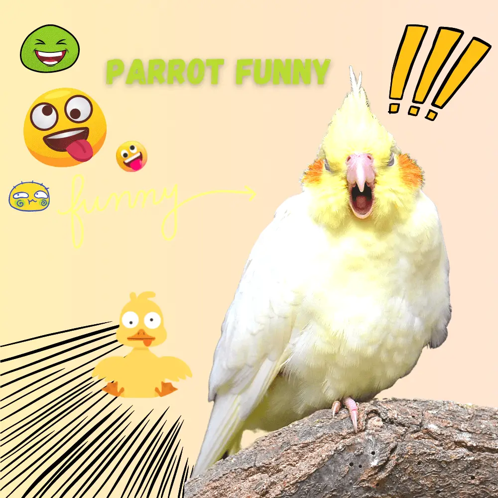Parrot funny