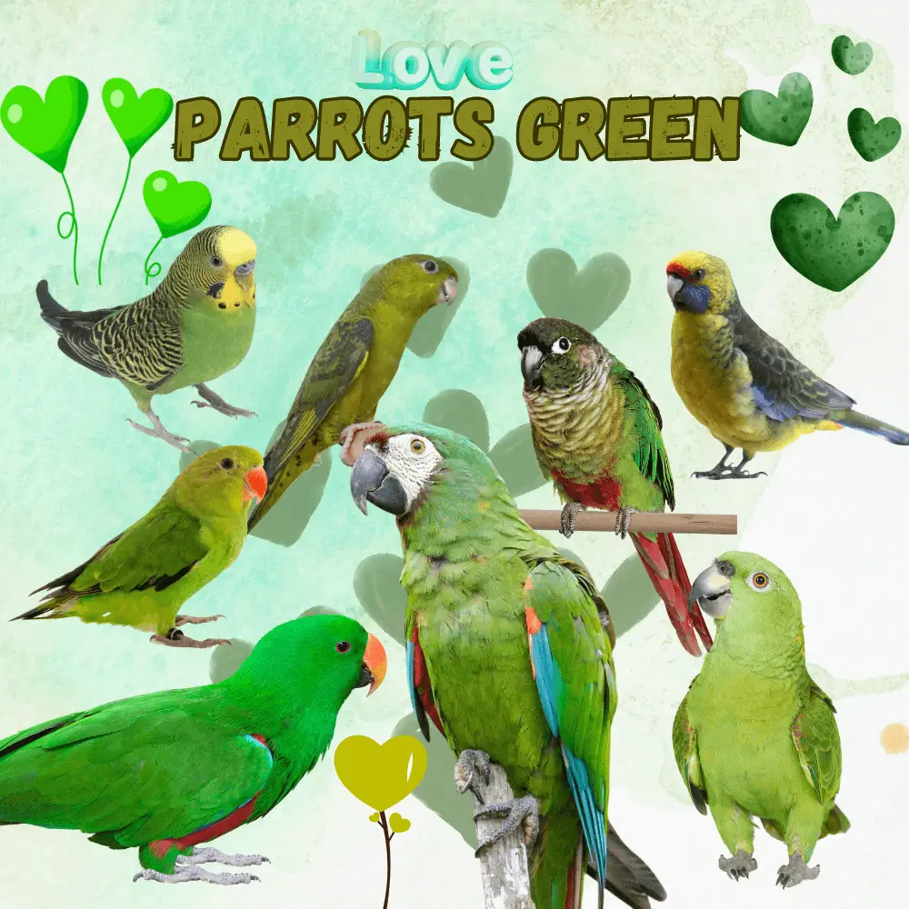 Parrots green