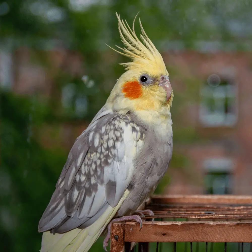 Pearl Cockatiel