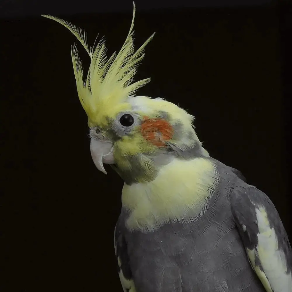 Pied Cockatiel