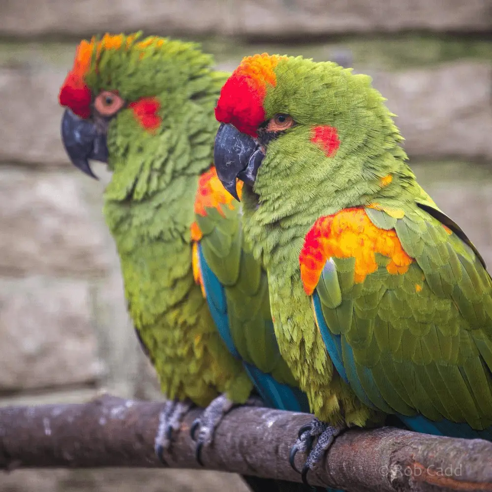 Red fronted macaw