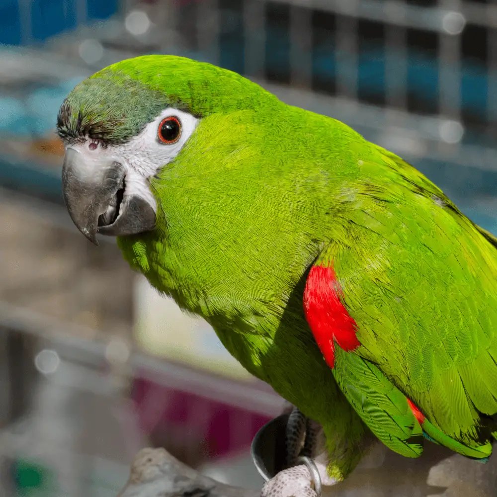 Red-shouldered macaw