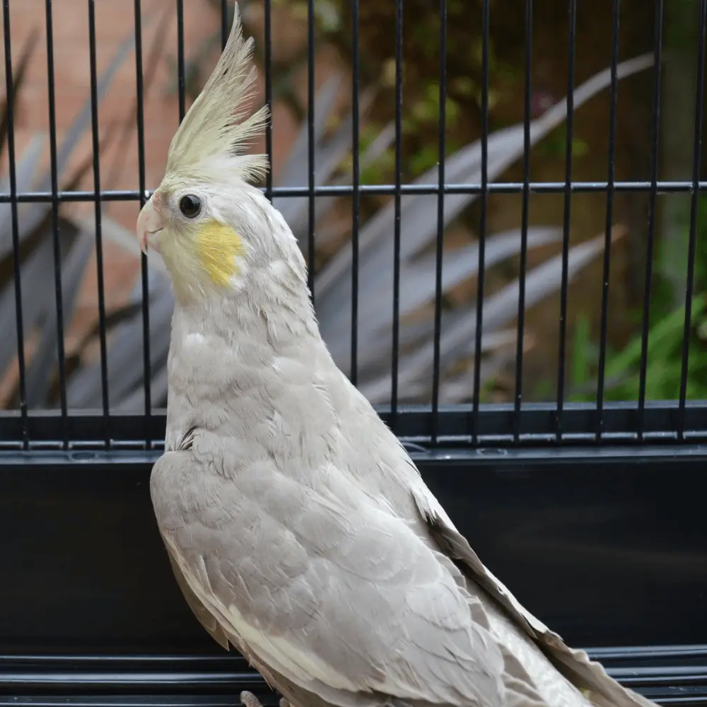 Silver Cockatiel