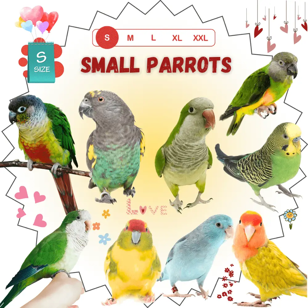 Small parrots