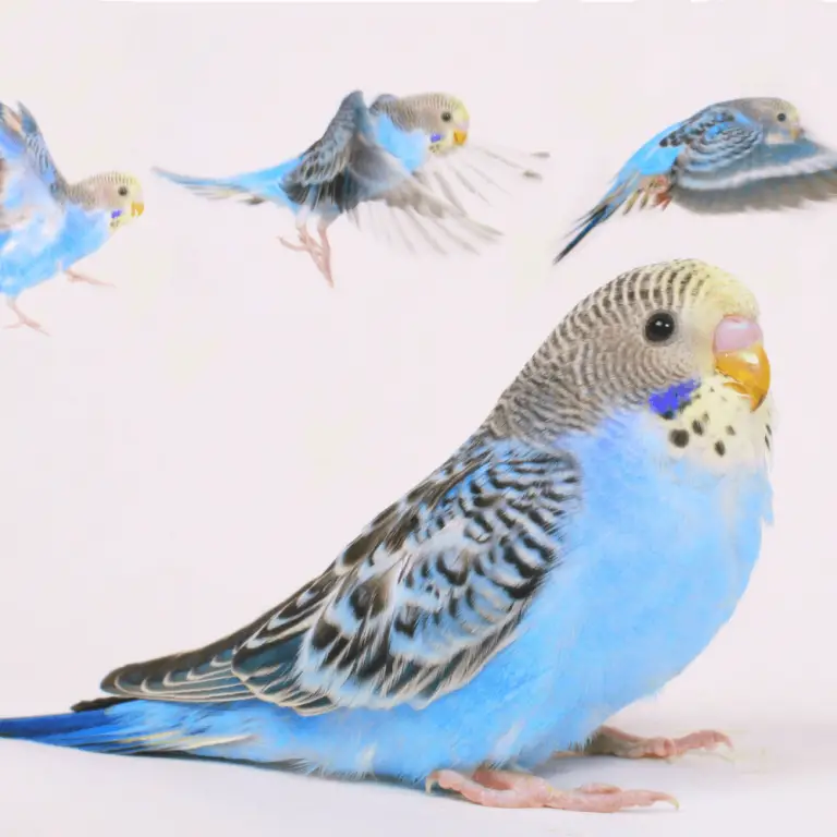 Rare budgie bird Rare budgie color Budgerigar mutation