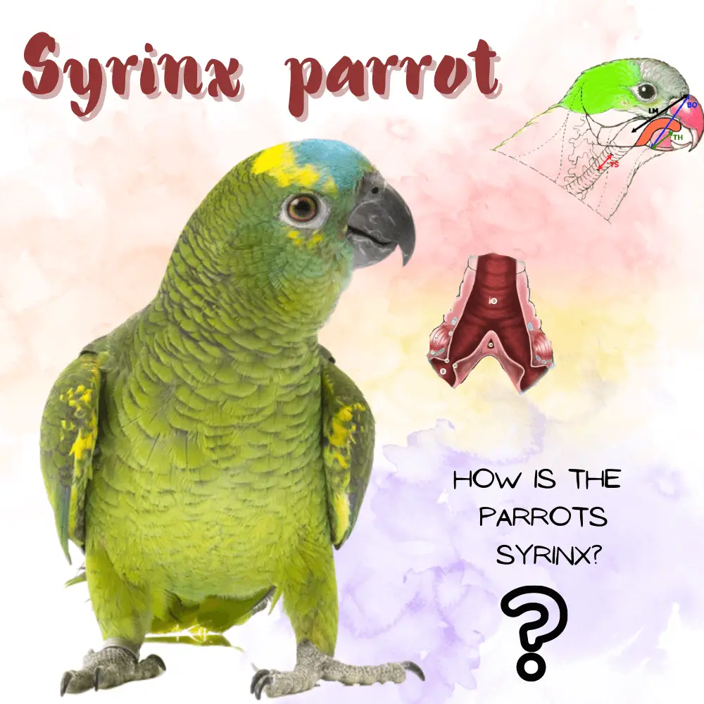 Syrinx parrot