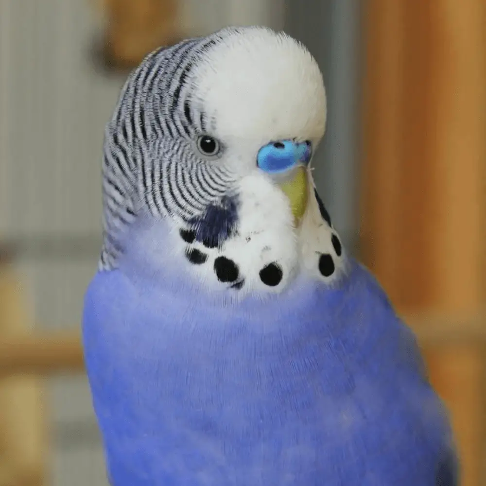 Violet budgie