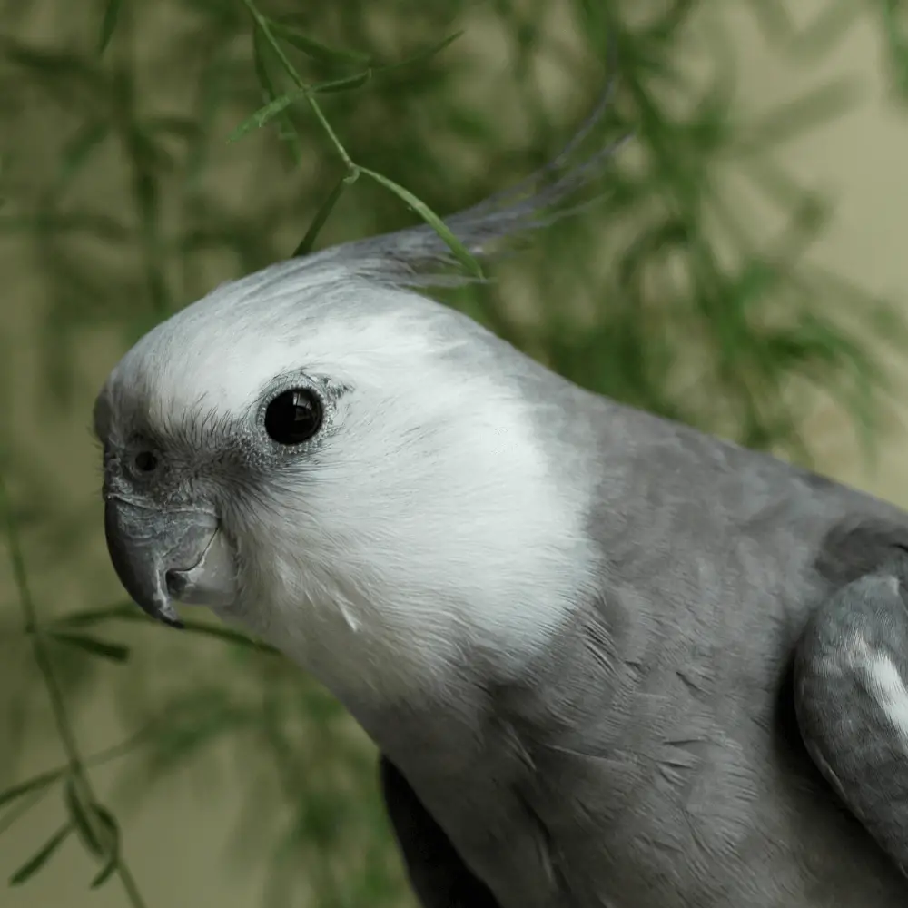 White face Cockatiel