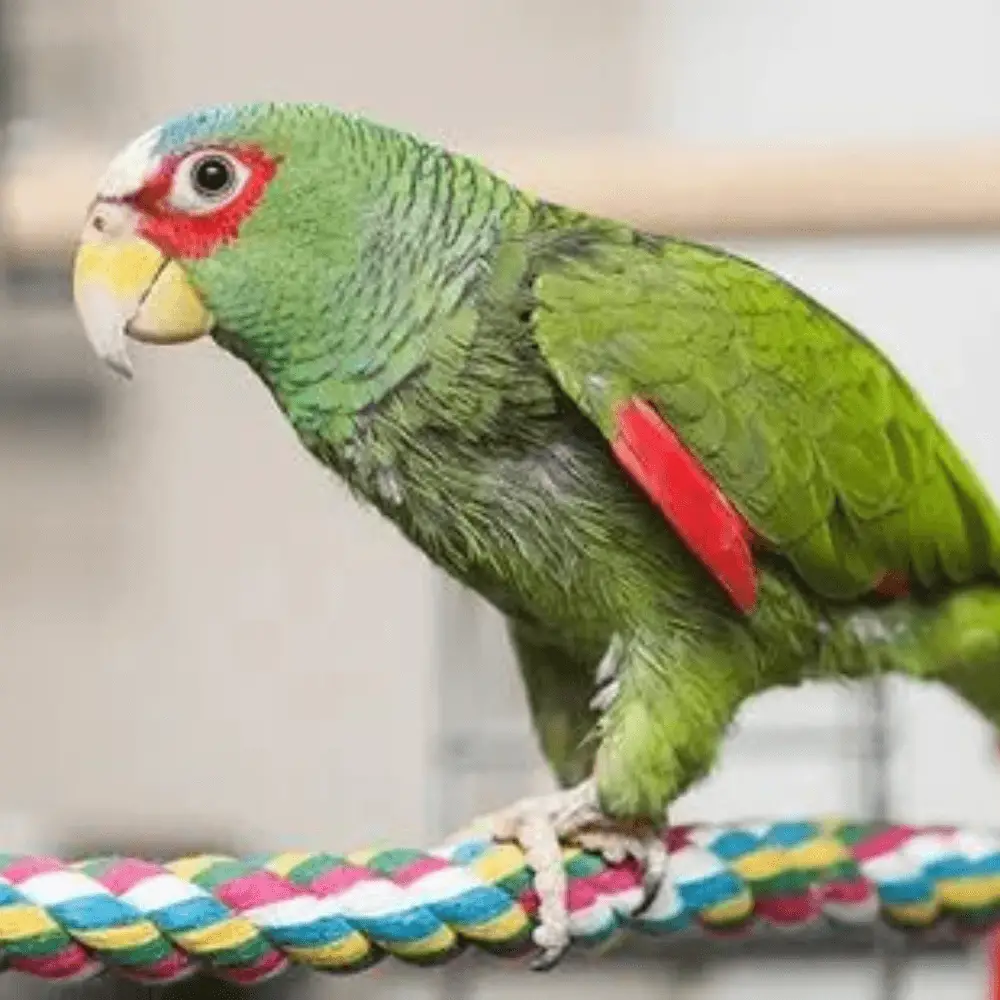 White-fronted amazons