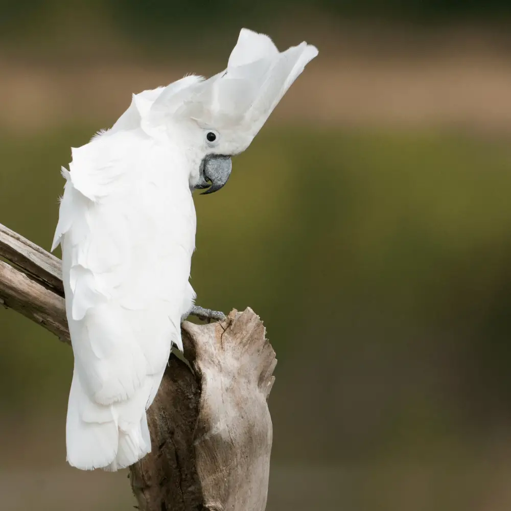 White umbrella cockatoo