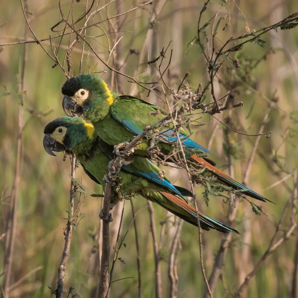 Yellow Collared Macaws