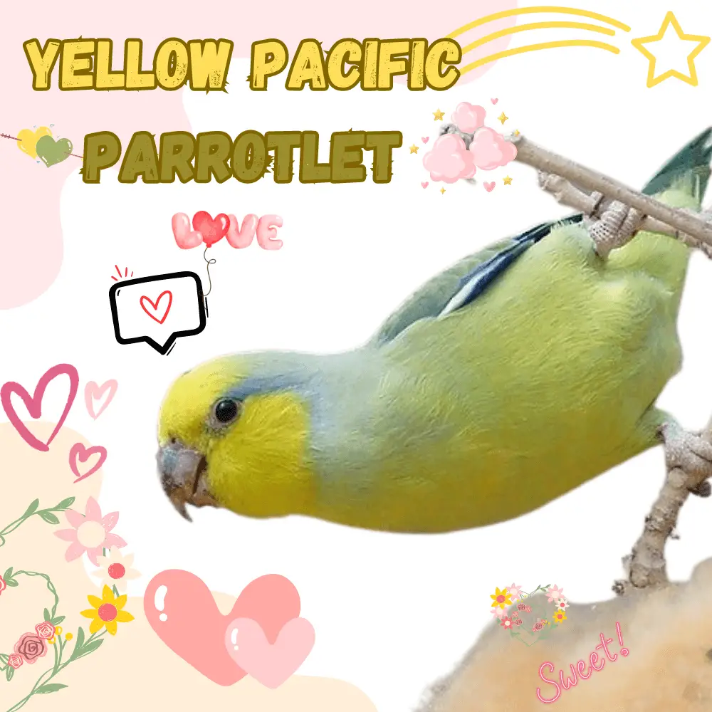 Yellow Pacific Parrotlet