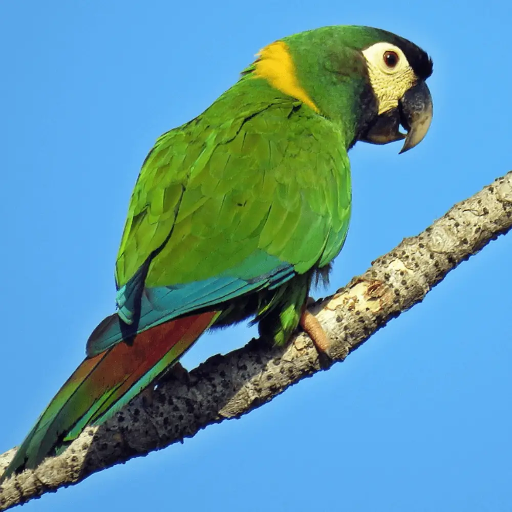 Yellow-collared Parrot