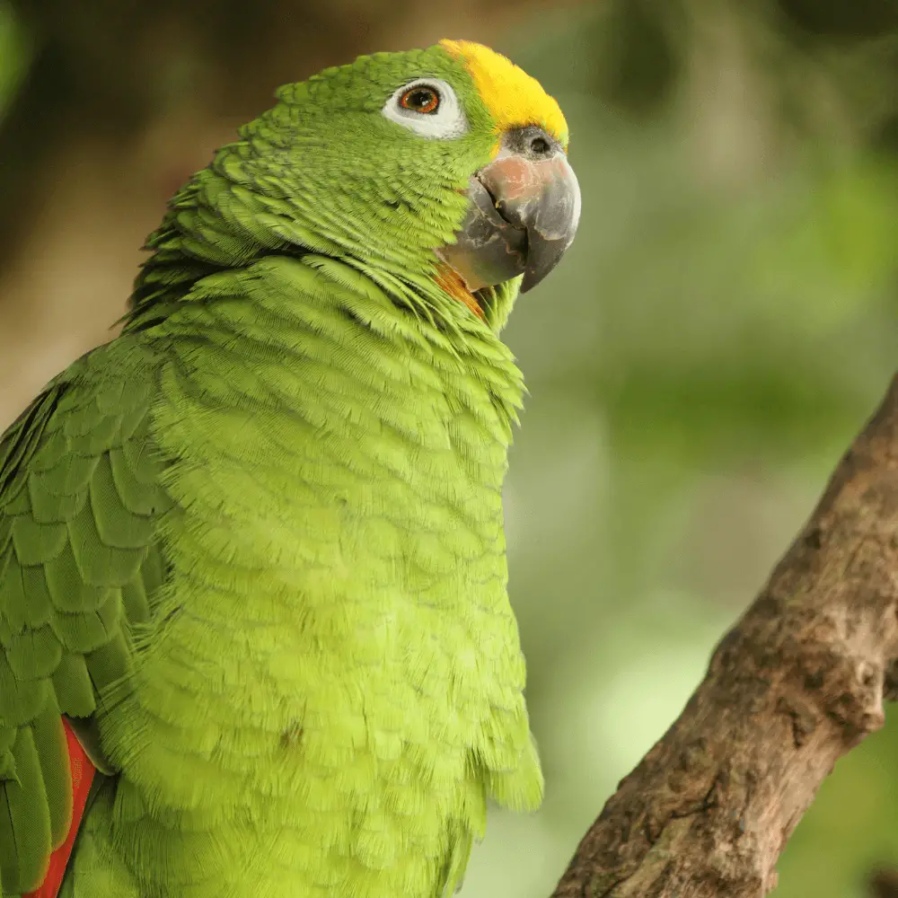 Yellow-crowned amazon personality