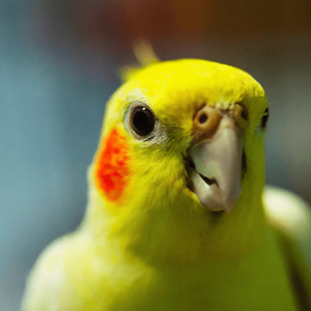 Yellow face Cockatiel