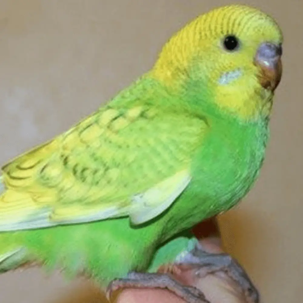 Yellow face budgie