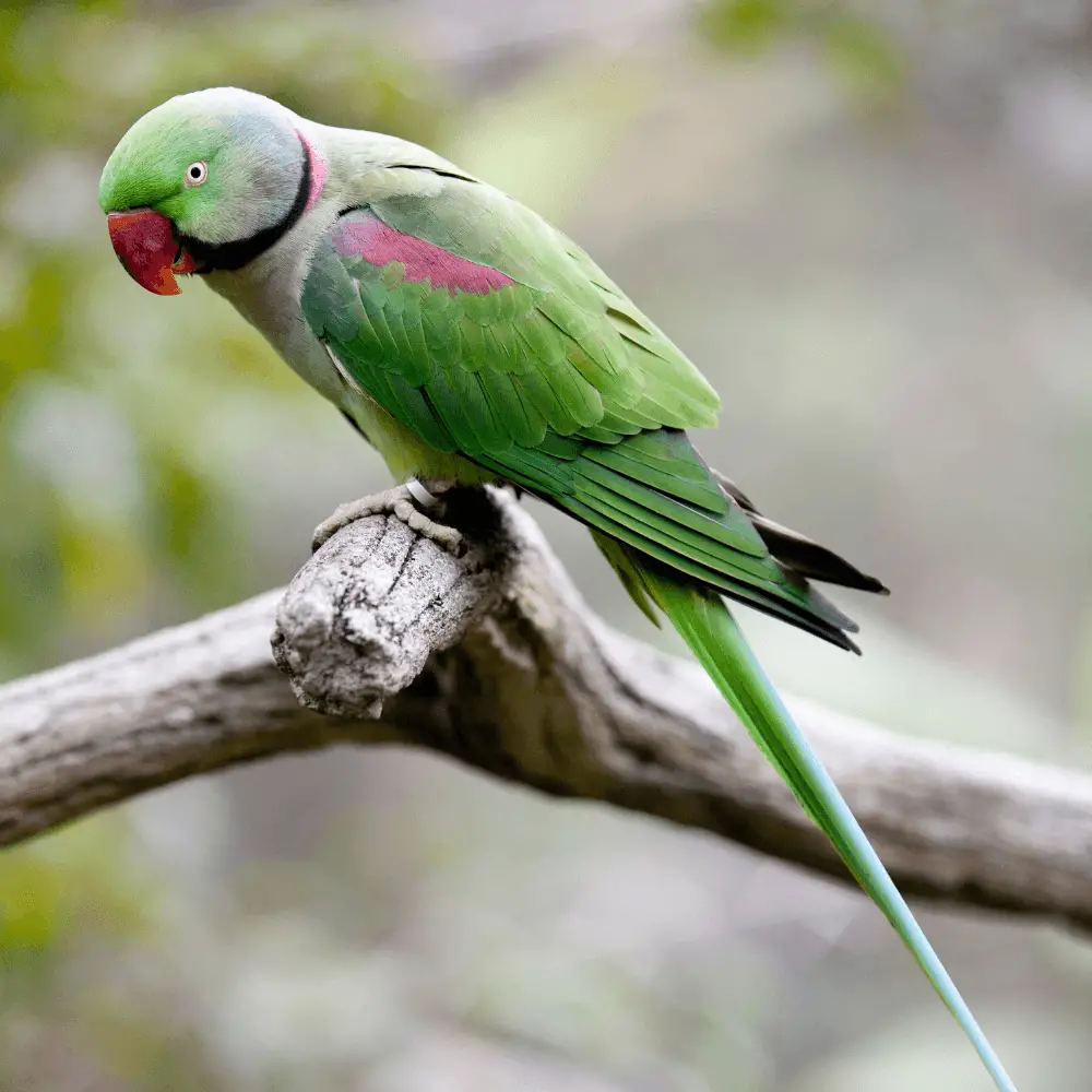 alexandrine parakeet facts