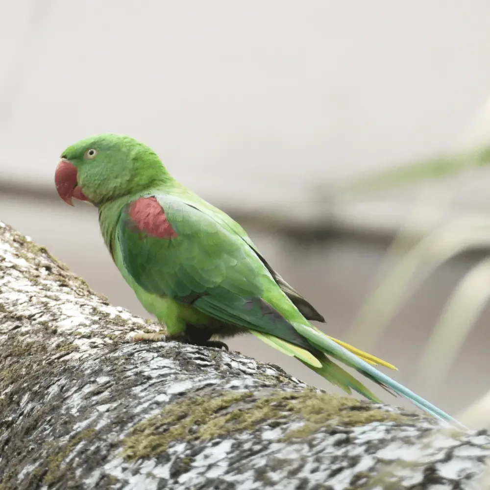 alexandrine parakeet size