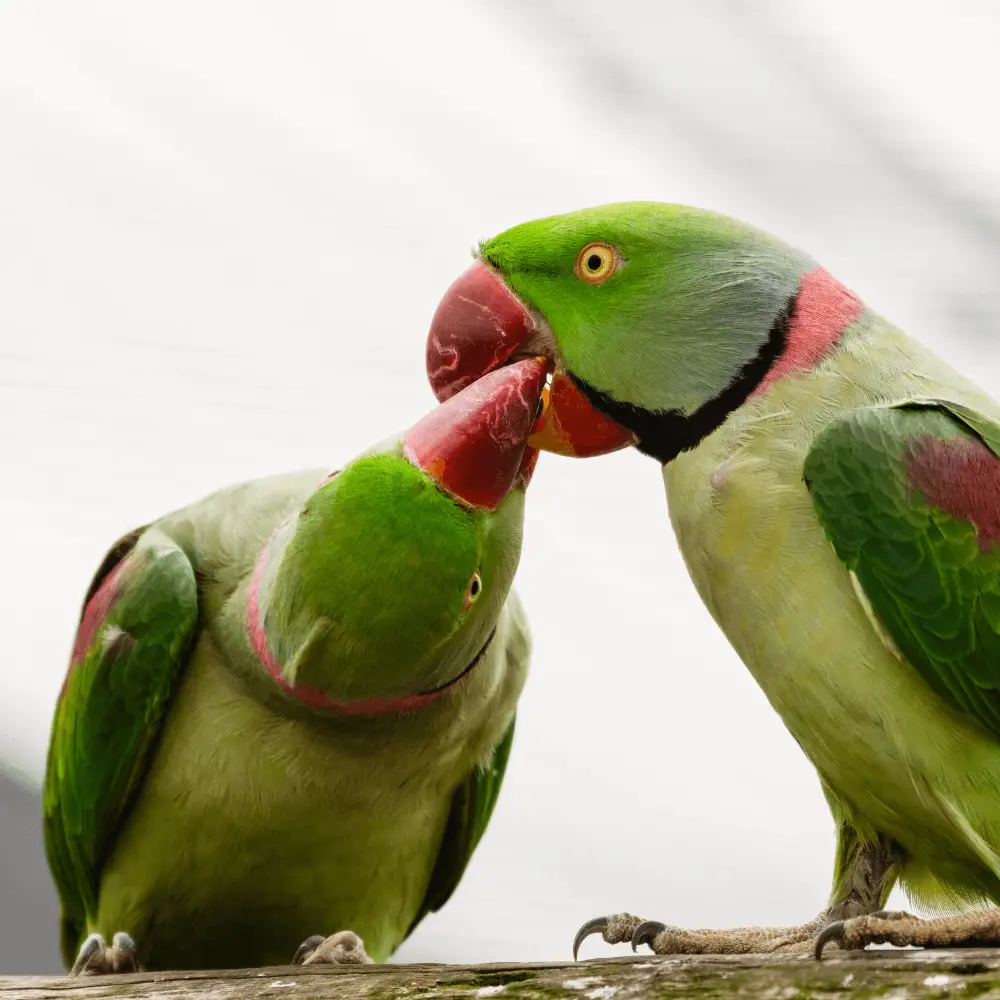 alexandrine parakeets