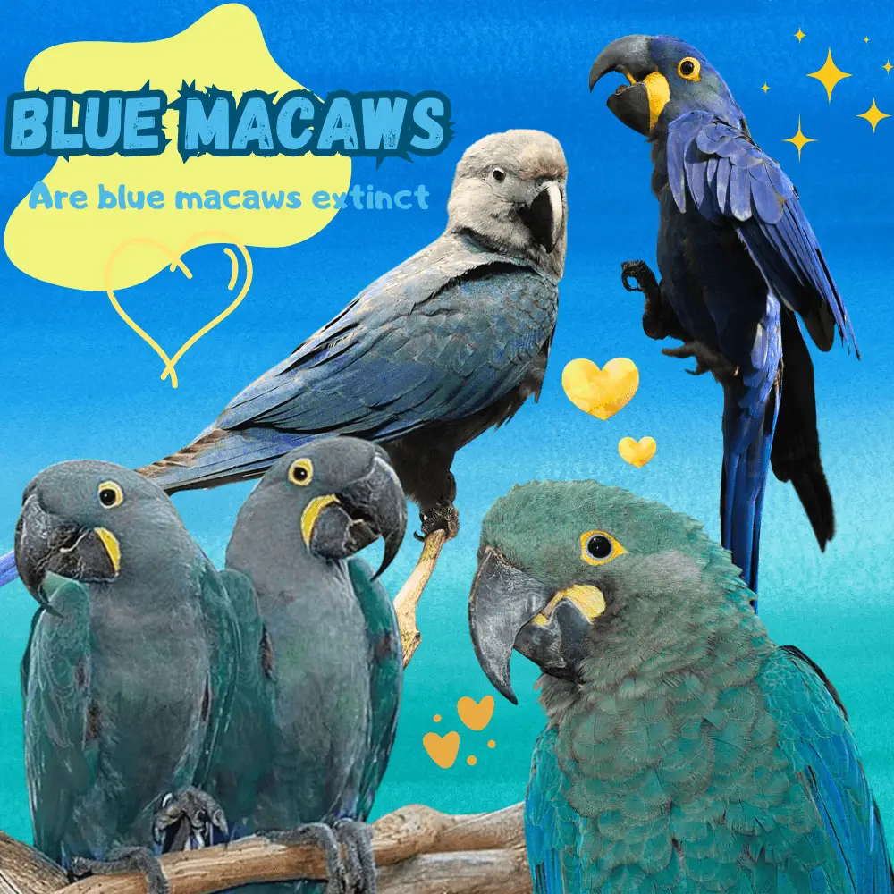 are blue macaws extinct