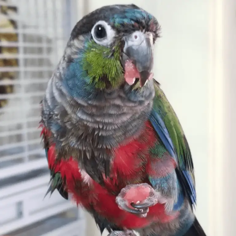 Can parrots eat watermelon Green cheek