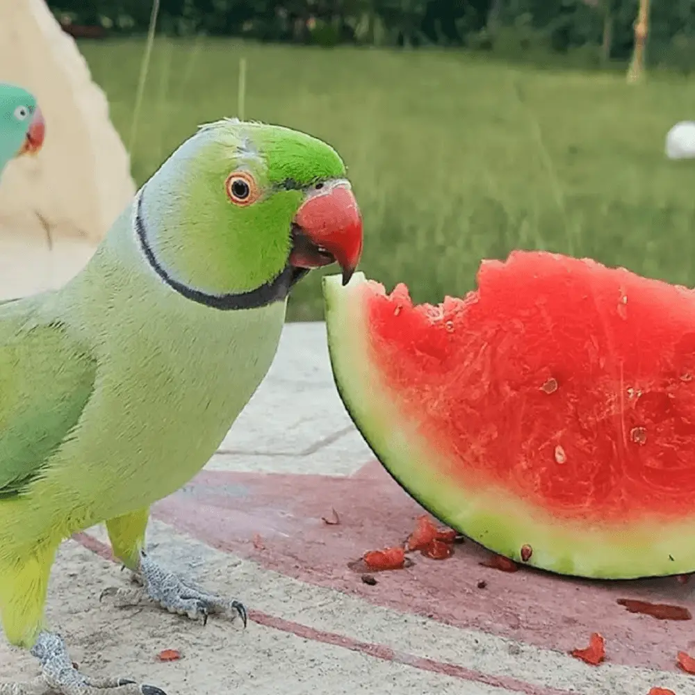 Can parrots eat watermelon Green cheek