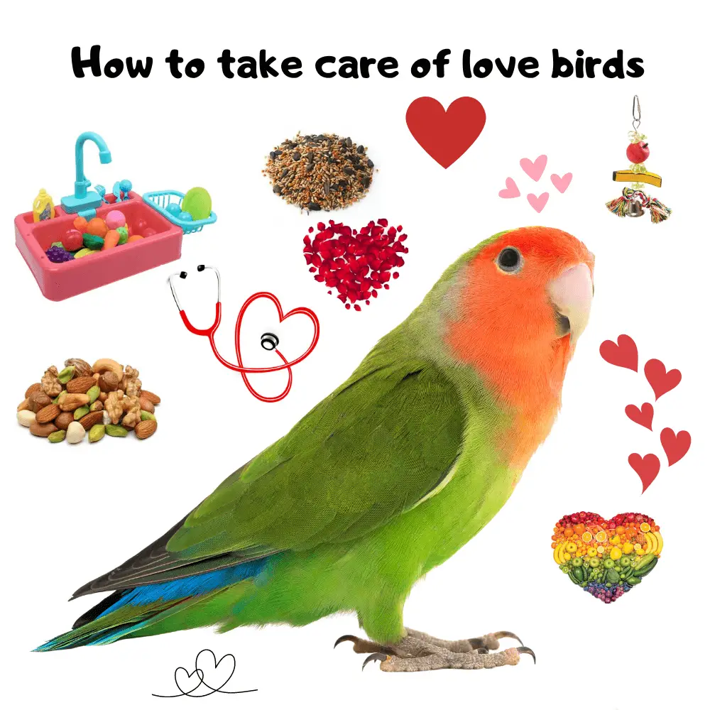 caring for a lovebird