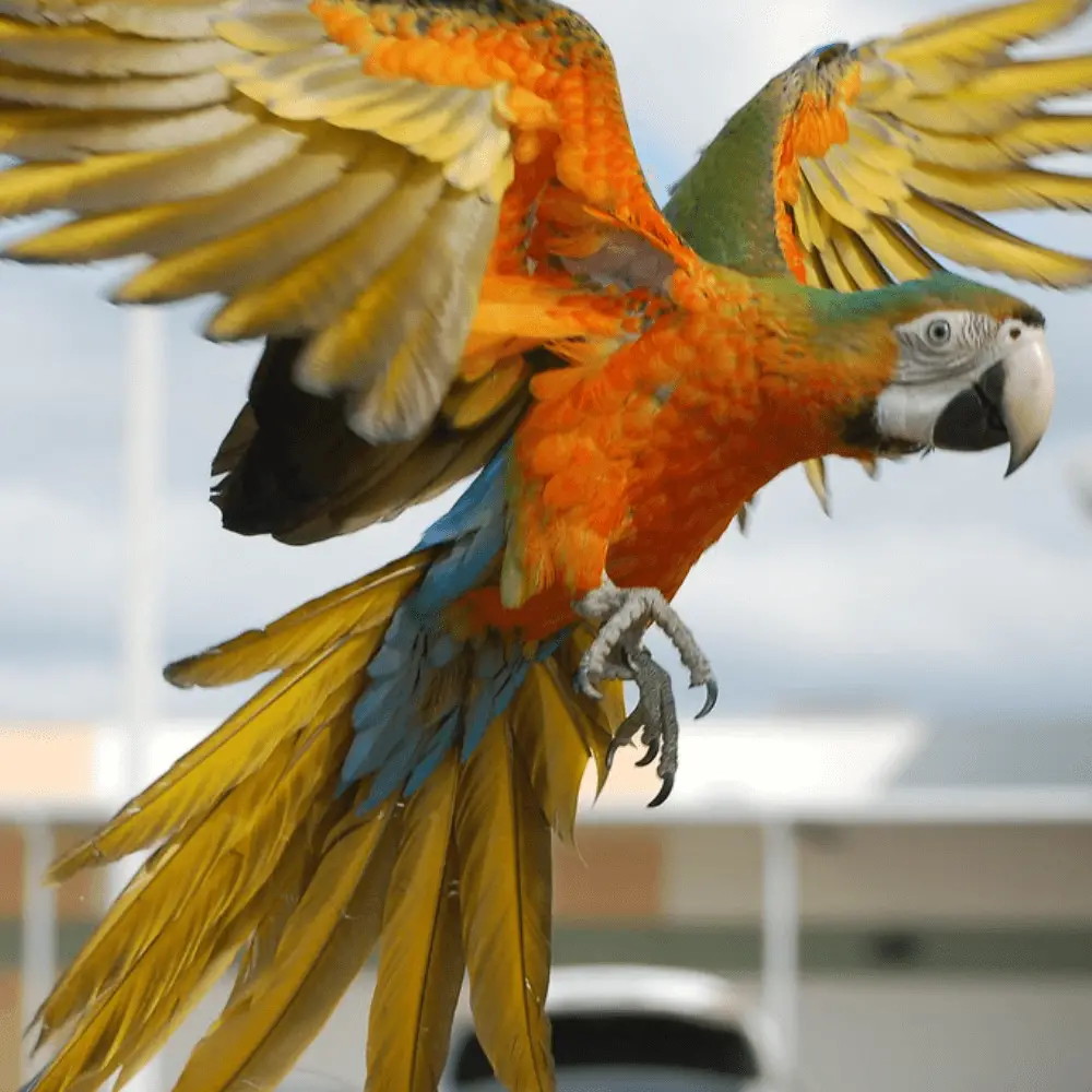 catalina macaw size