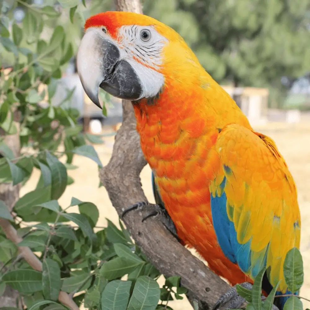 catalina macaws