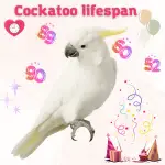 cockatoo lifespan