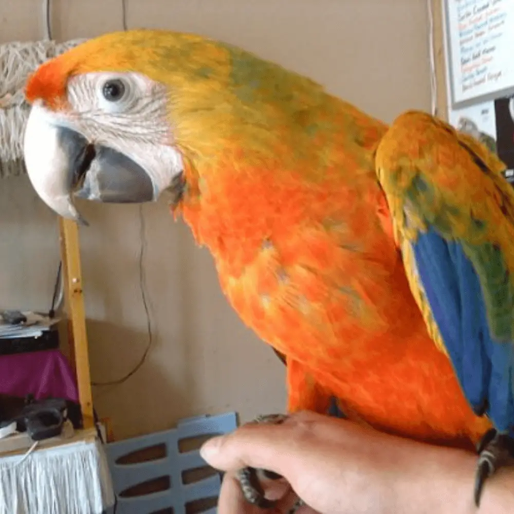 emerald catalina macaw