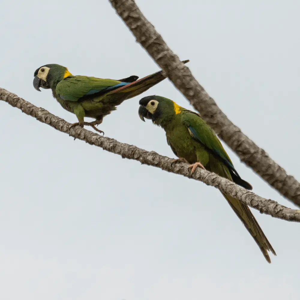 golden collared macaw