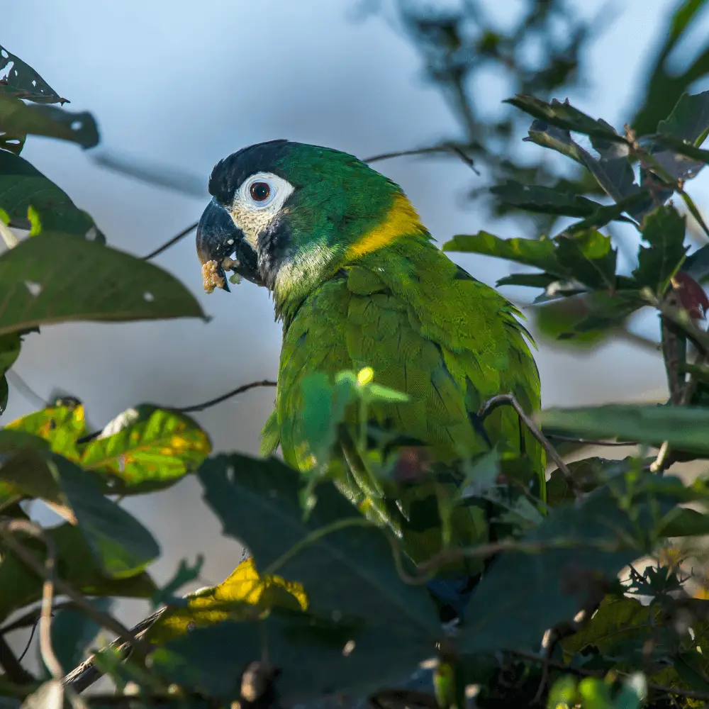 golden-collared macaw