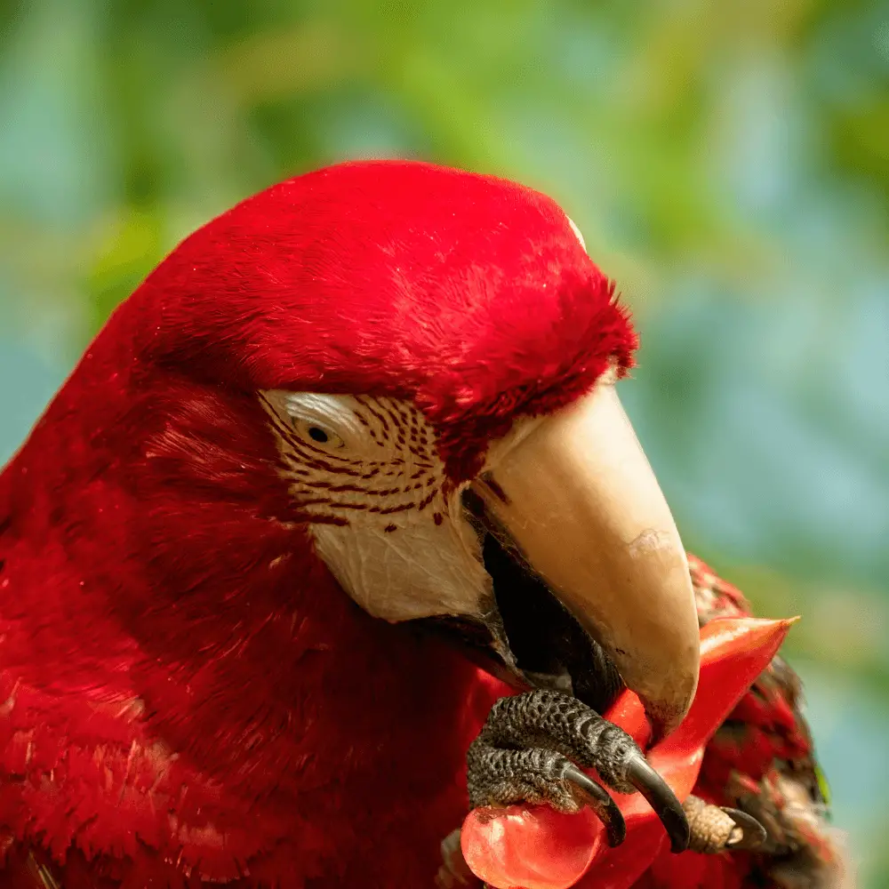 green wing macaw diet